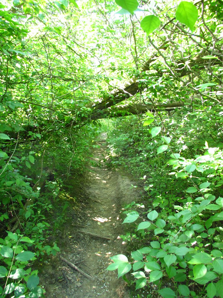 Get down on a trail in Leslie Park Nature Area, Ann Arbor, MI