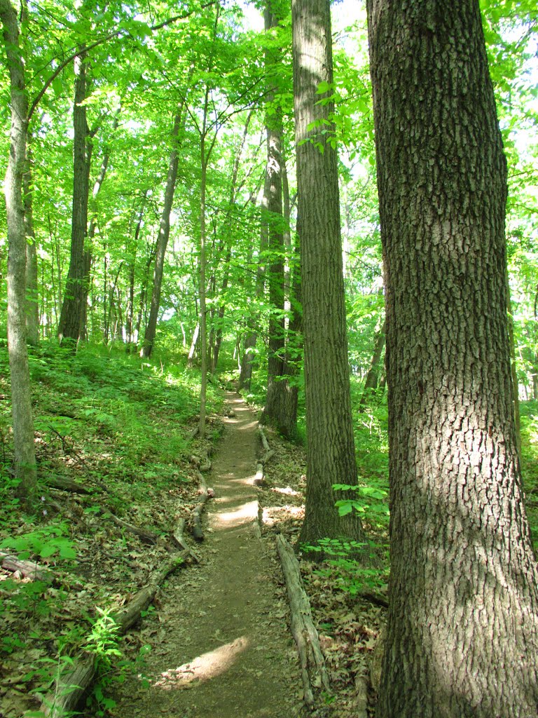 Trail following a tree line (Black Pond Woods Nature Area, Ann Arbor, MI)