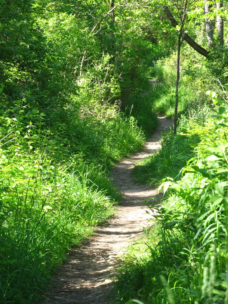 Snaky trail in Black Pond Woods  Nature Area, Ann Arbor, MI