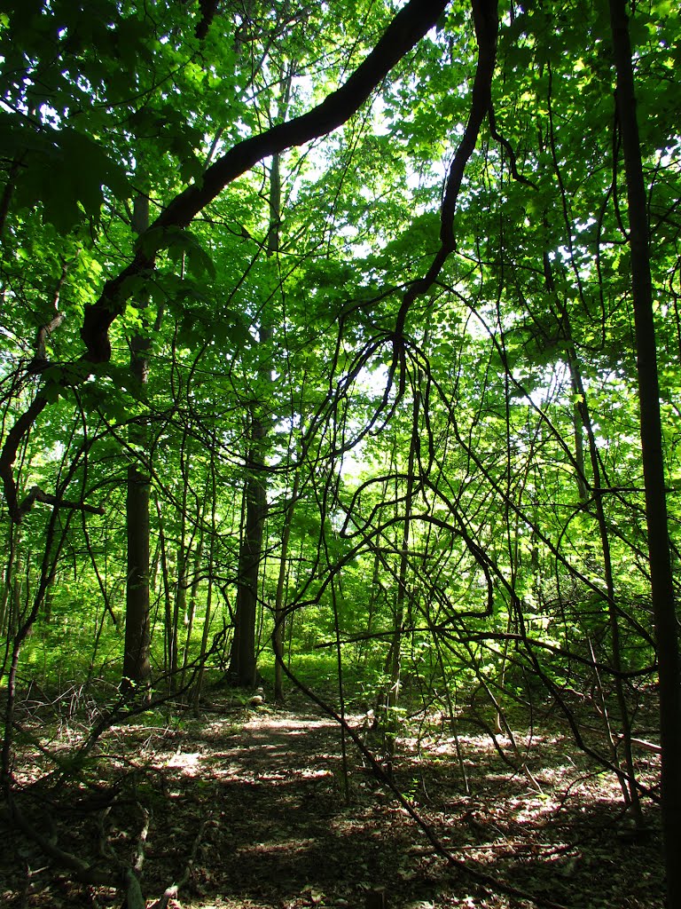 Tangling to the trail in South Foxfire Park