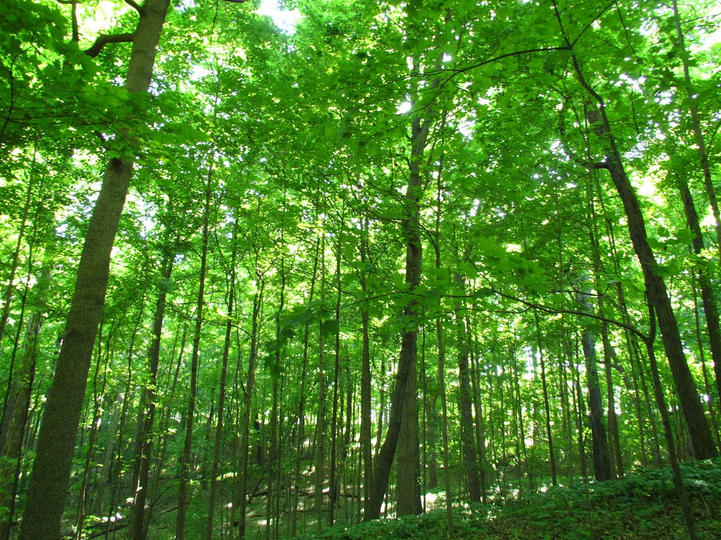 Woods in Dhu Varren Nature Area, Ann Abor