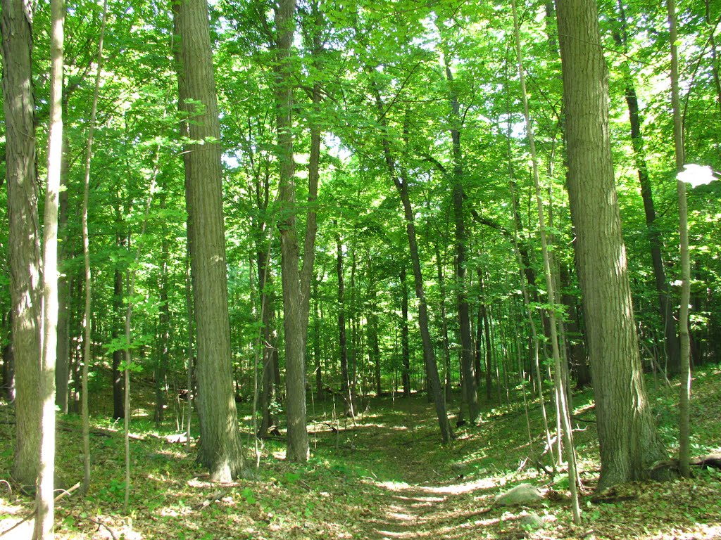 Hilly trail in Dhu Varren woods