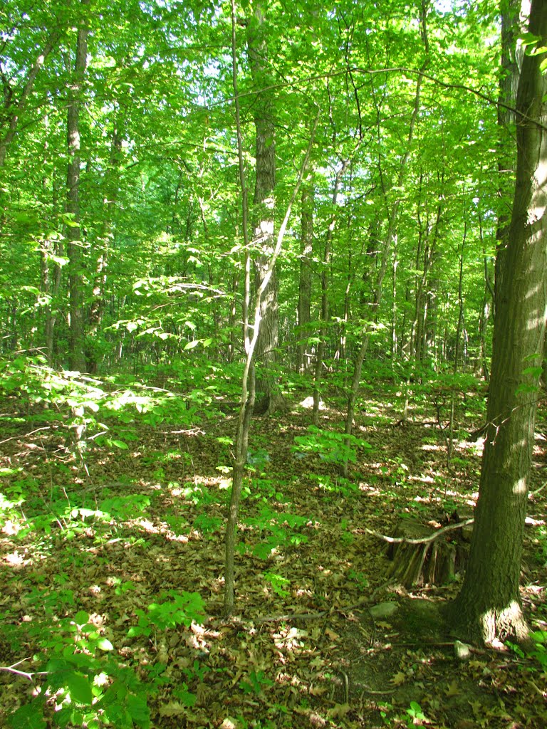 Foxfire East Park with no easy accessibility