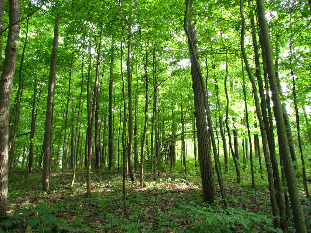 Leslie Woods Nature Area, Ann Abor