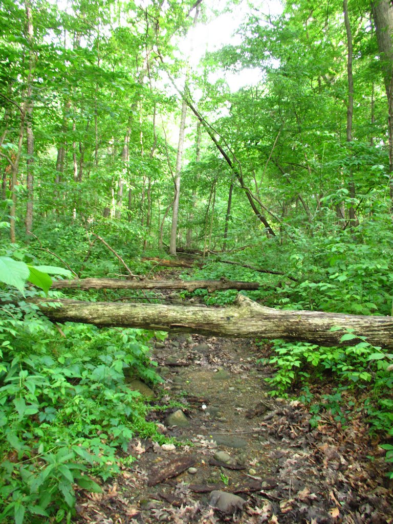 Dried brook in Leslie Woods Nature Area
