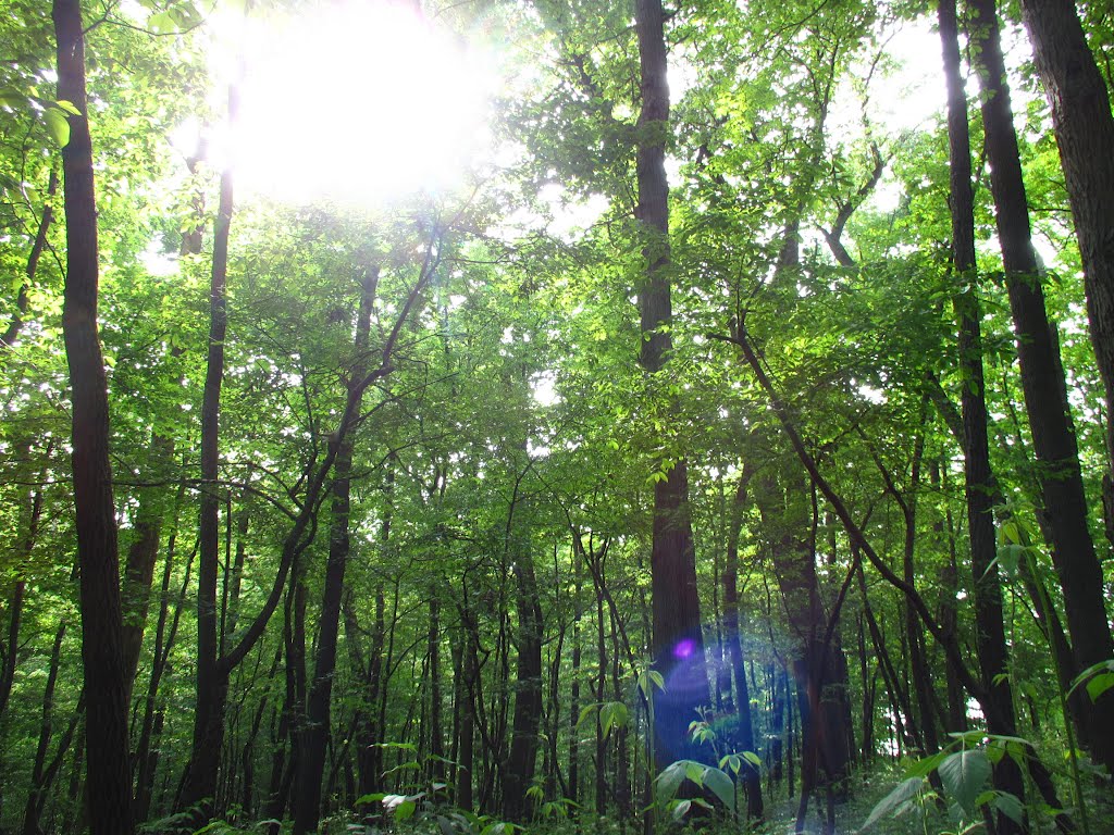 Leslie Woods, Ann Arbor