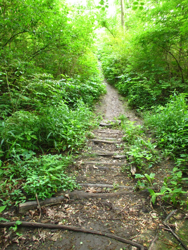 Logs on the trail in Stapp Nature Area