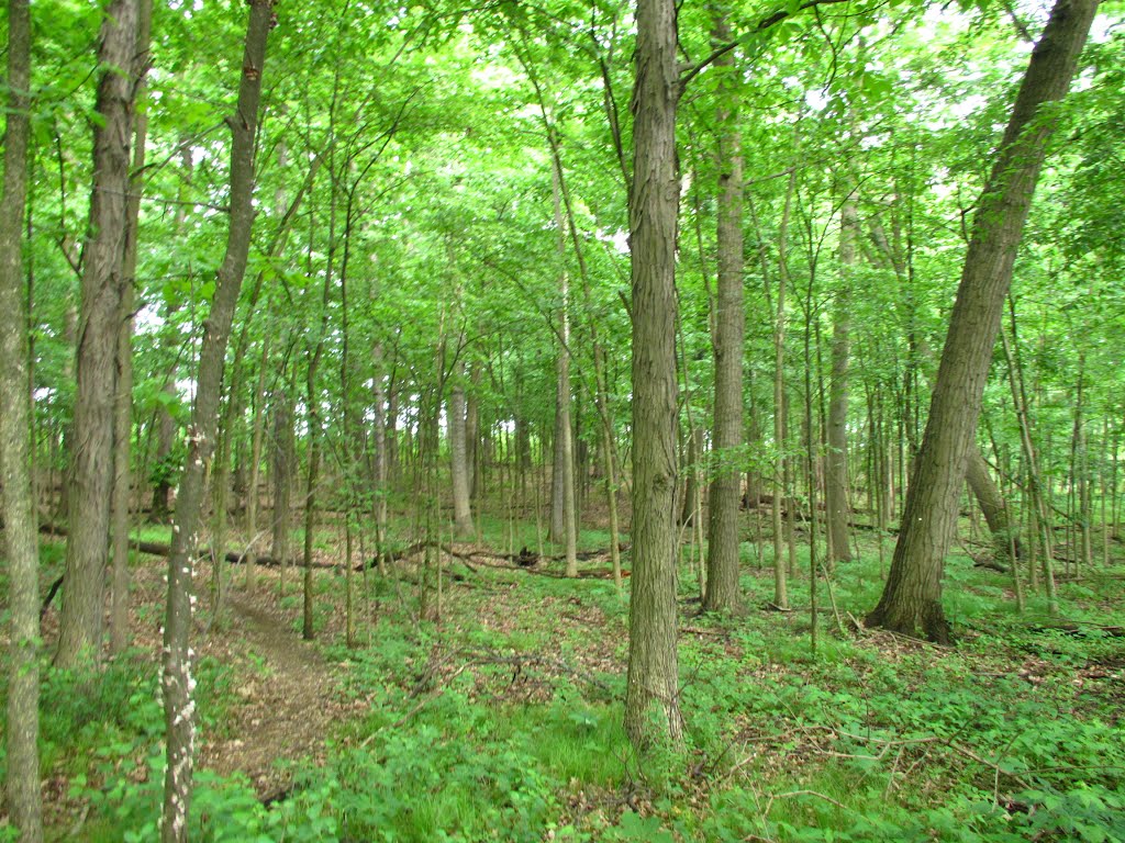 Trail in Stapp Nature Area, Ann Arbor