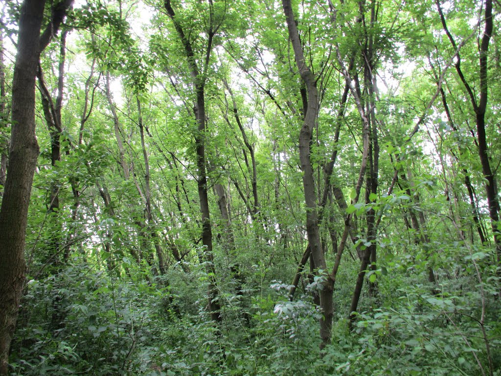 Nature area in Tuebingen Park