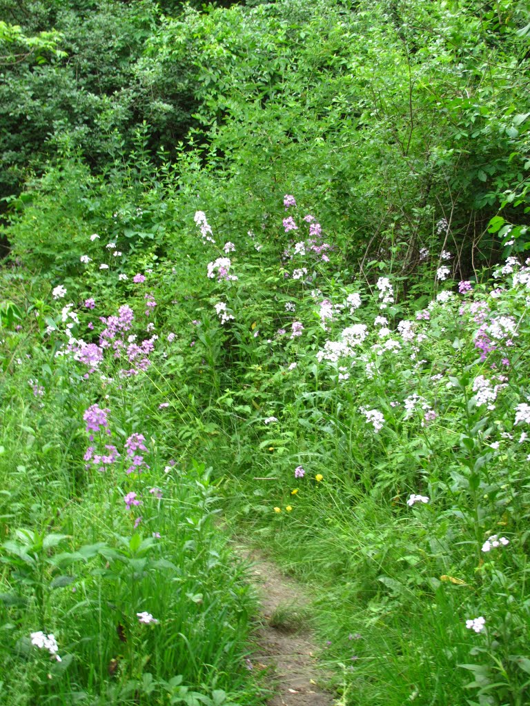 Floral trail in Traver Creek Park