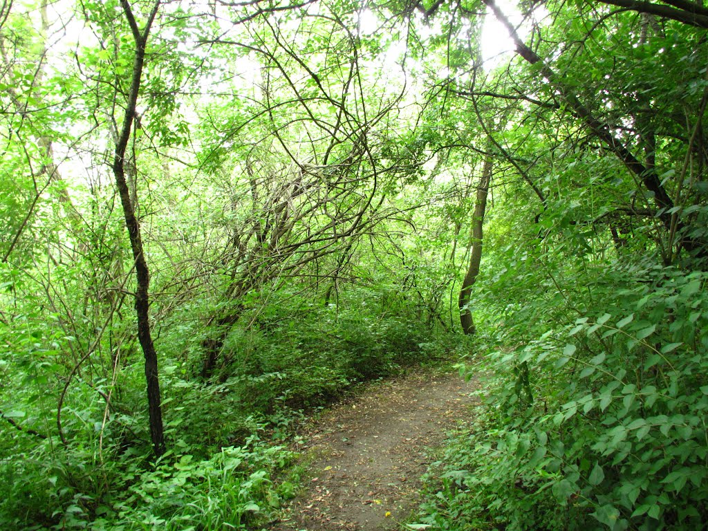 Many tangling trees in Traver Creek Park