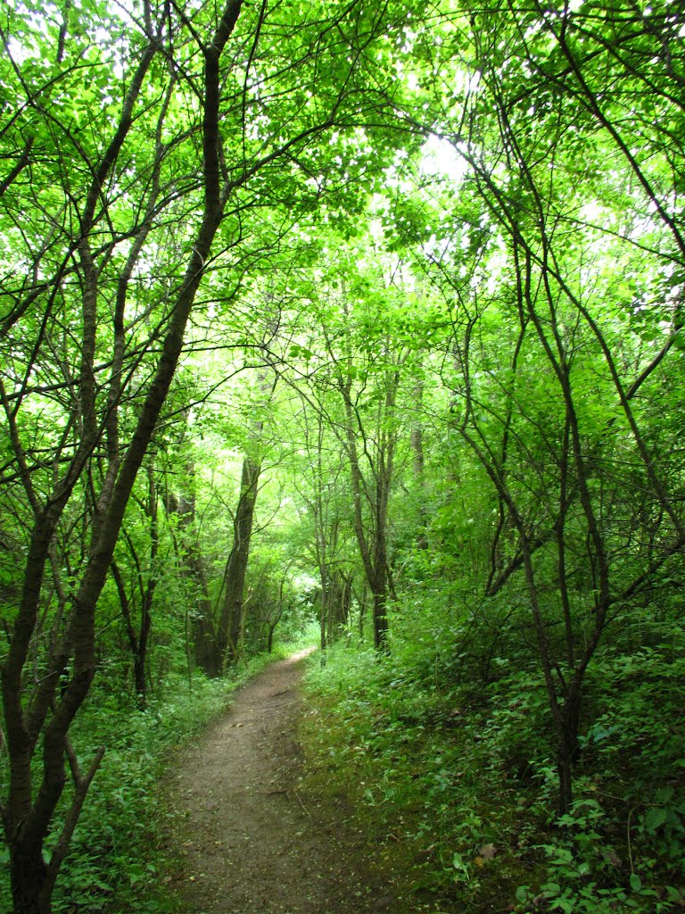 Trail in Leslie Park