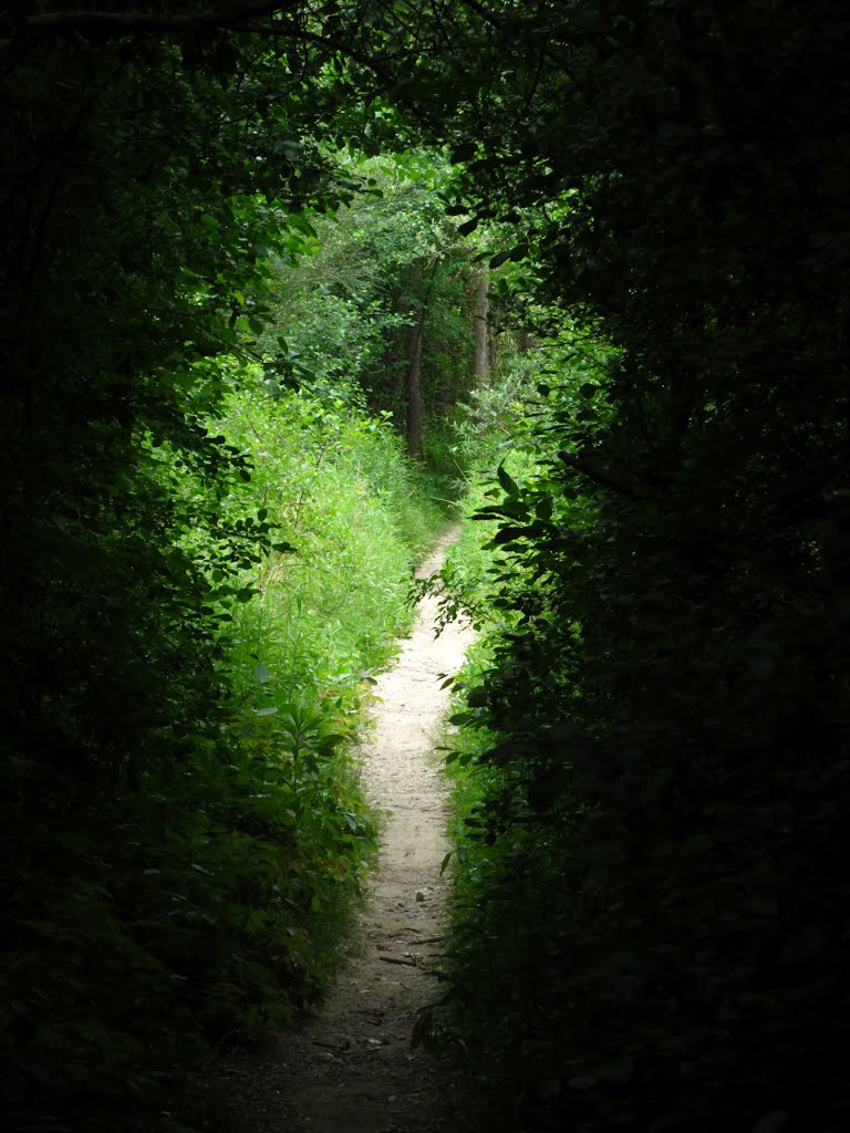 Tree tunnel