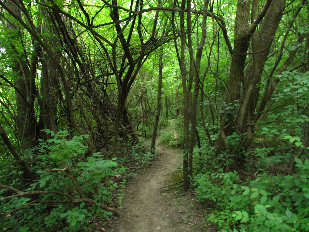 Bike trails in woods