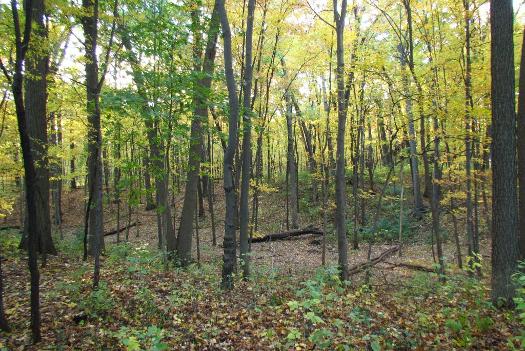 Leslie Woods Nature Area in fall
