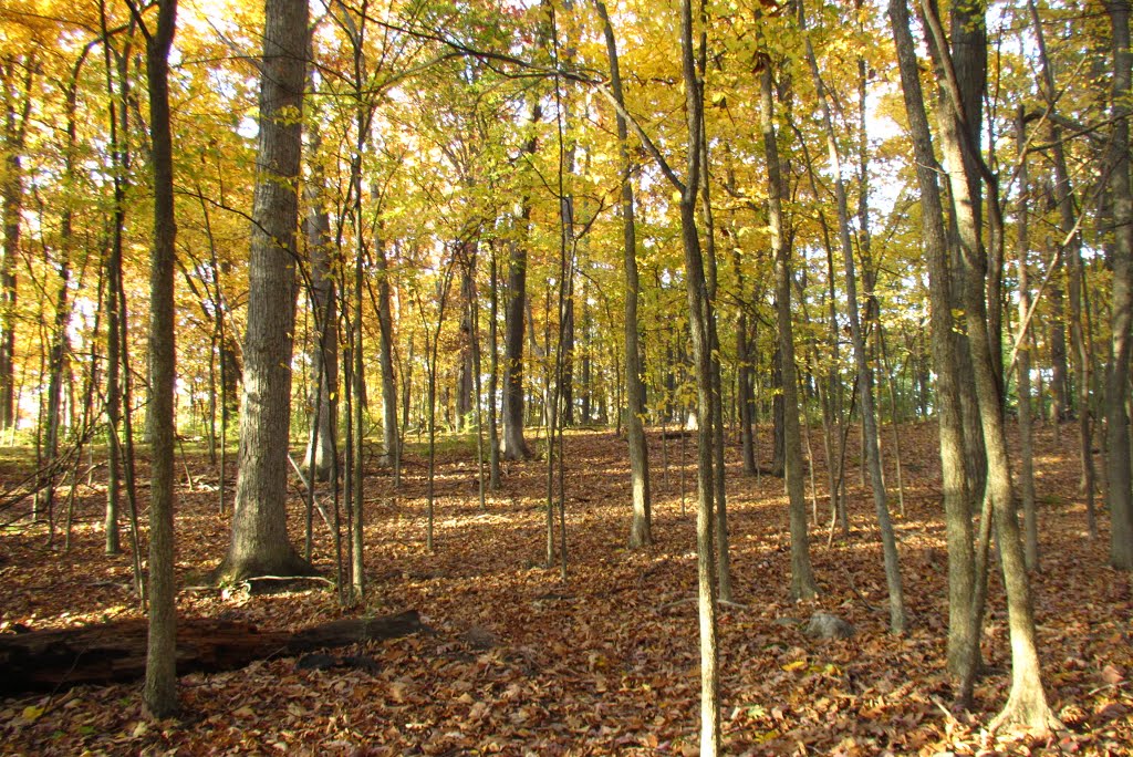 Stapp Nature Area in fall
