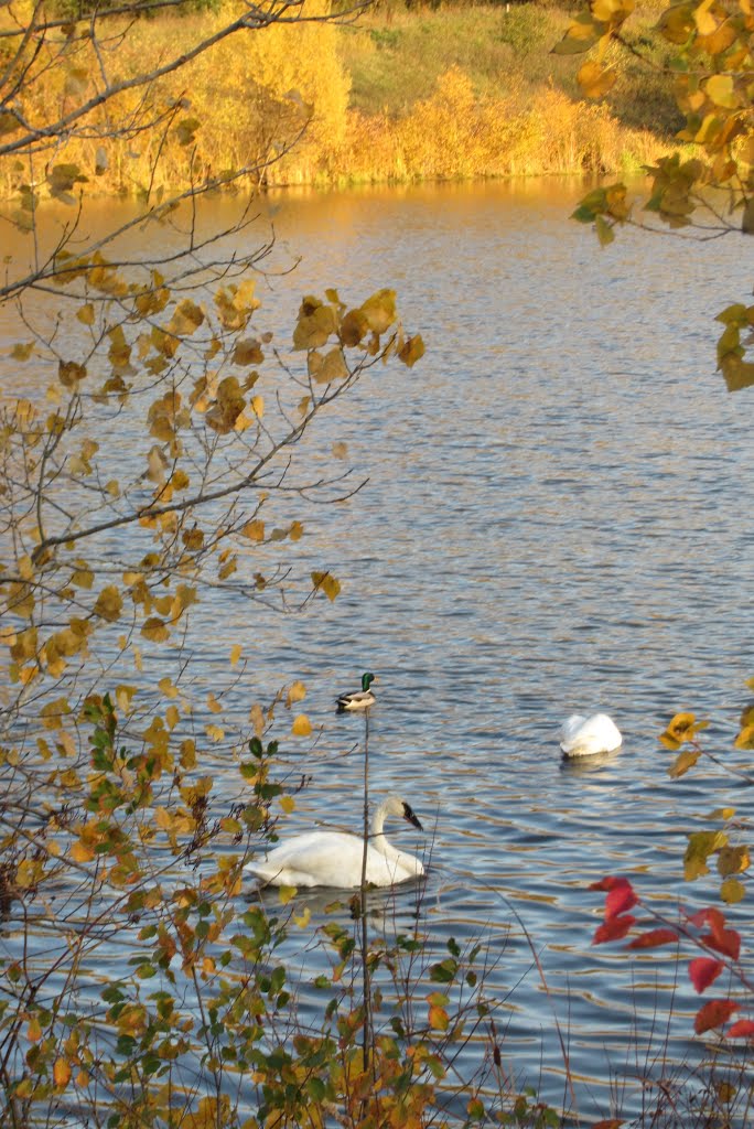 Olson Park in fall