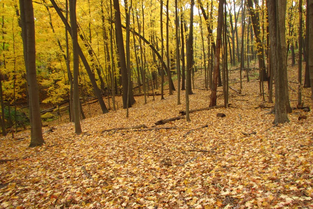 All yellow in fall Camp Hilltop Park