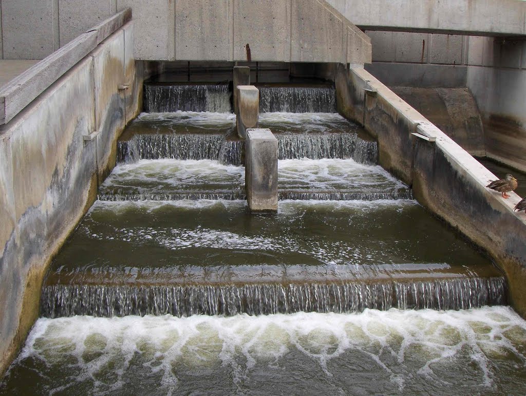 Fish Ladder Sculpture, GLCT