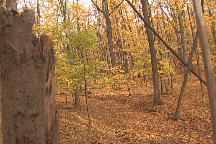 Golden Forest in Davison, MI