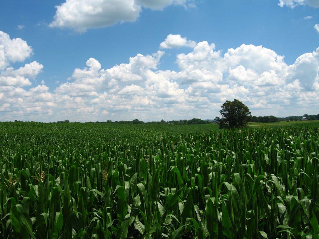 Weil Dairy Farm -- cornfield in summer