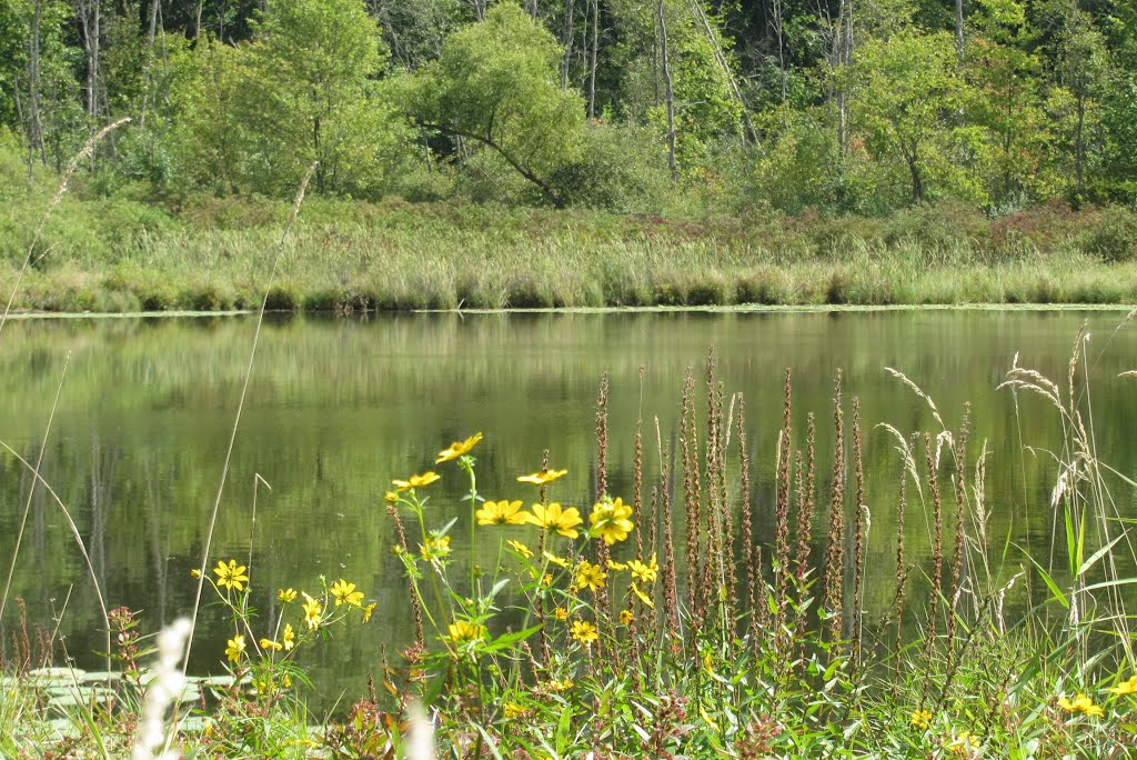 Flowers on Algoe Lake