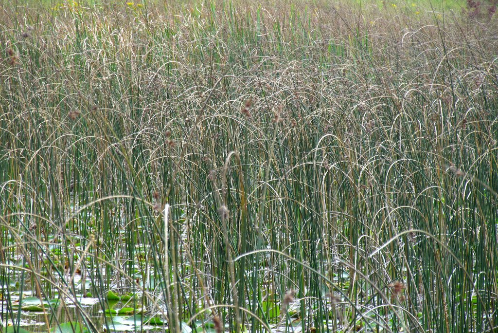 Algoe Lake