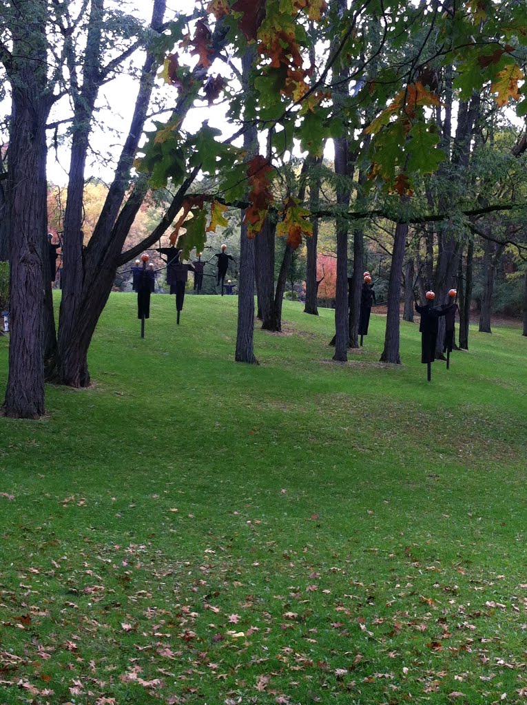 A Spooky Yard