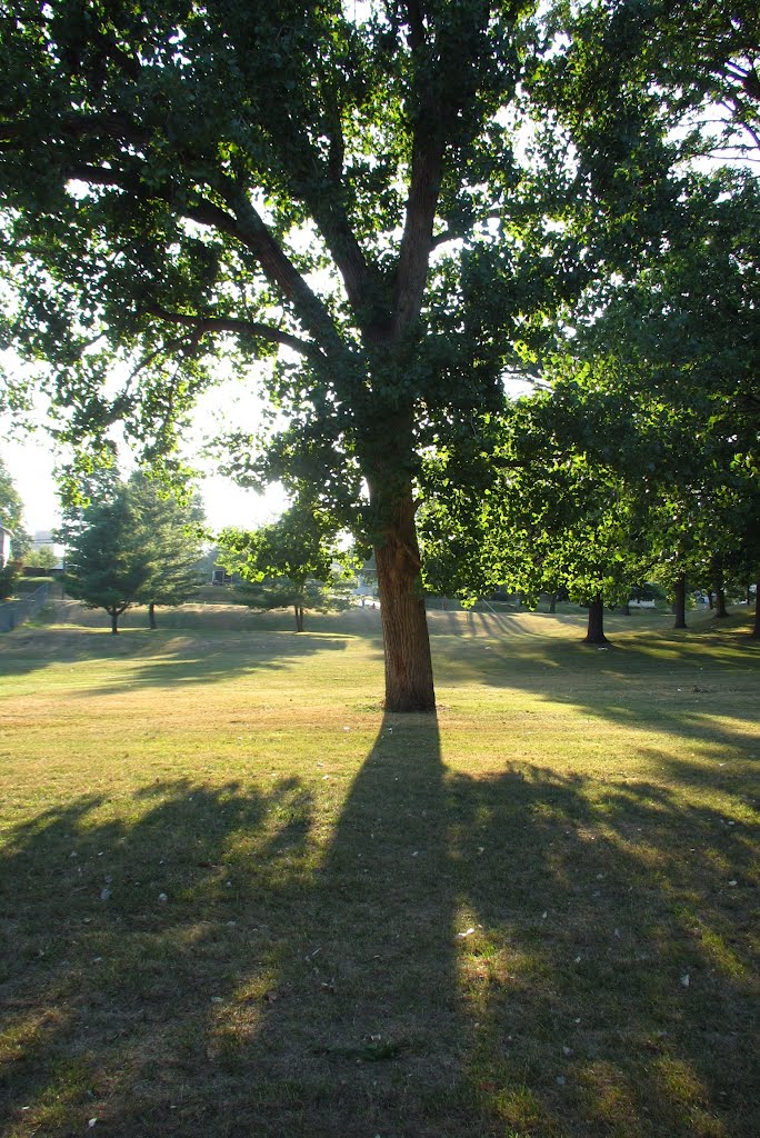 Attractive shadow in summer (Loomis Park, Jackson)