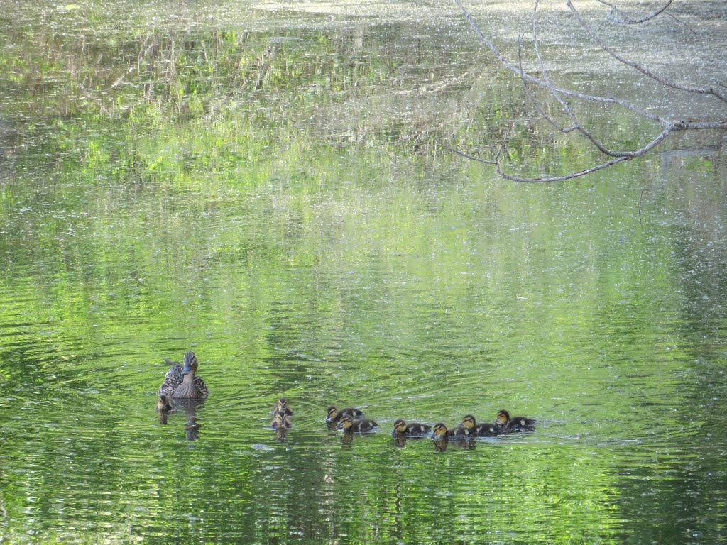 Duckling row on Ford Lake