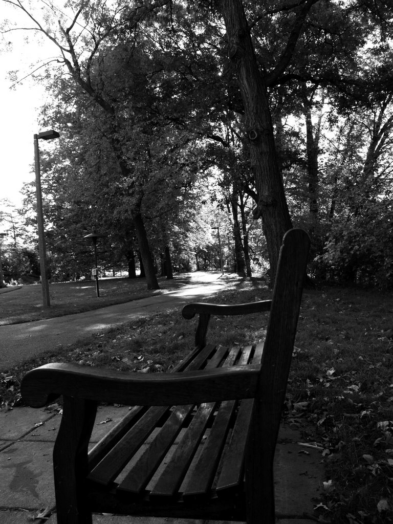 Walking alone in the woods