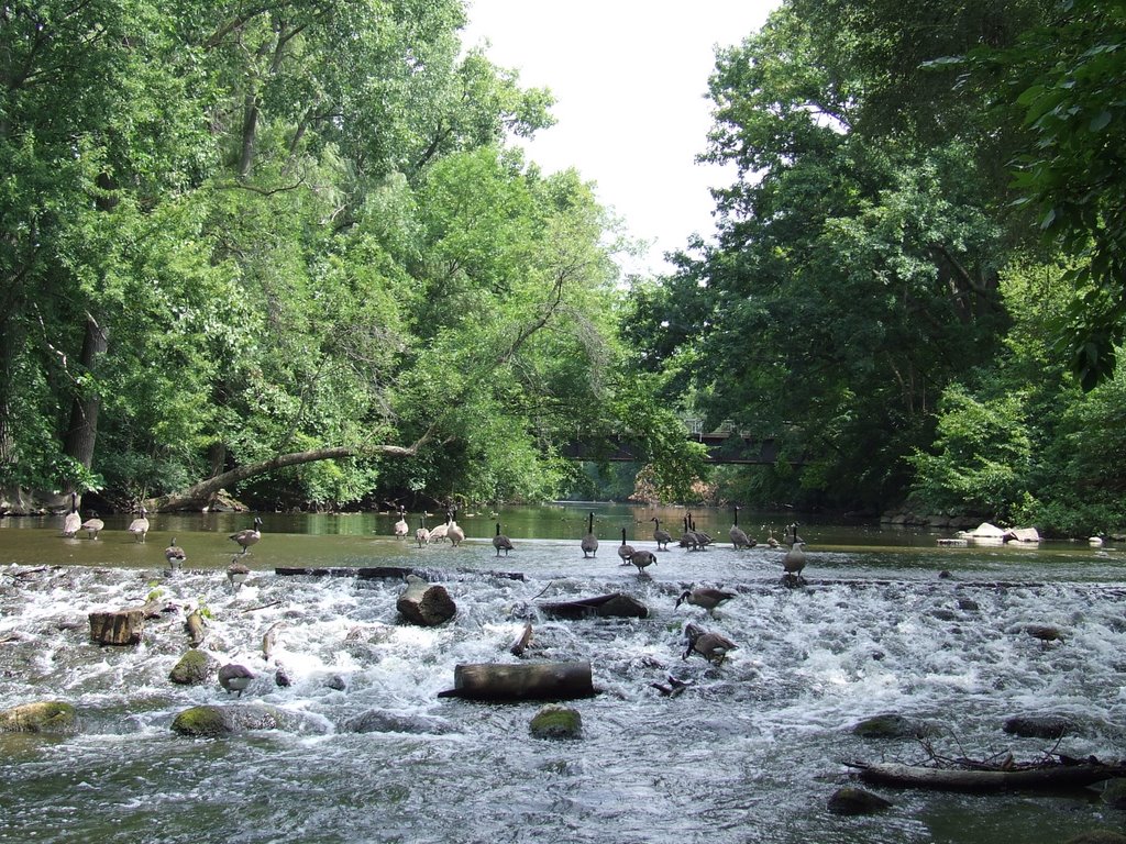 Red Cedar River
