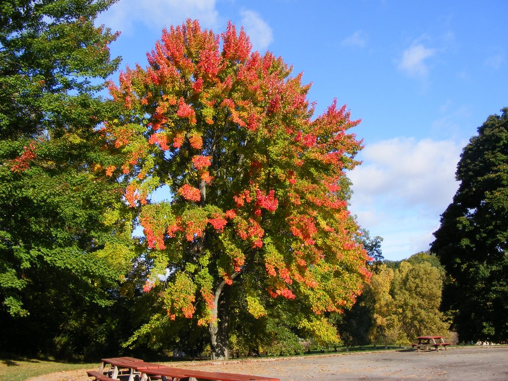 Pretty Maple Tree in Spring Valley Park