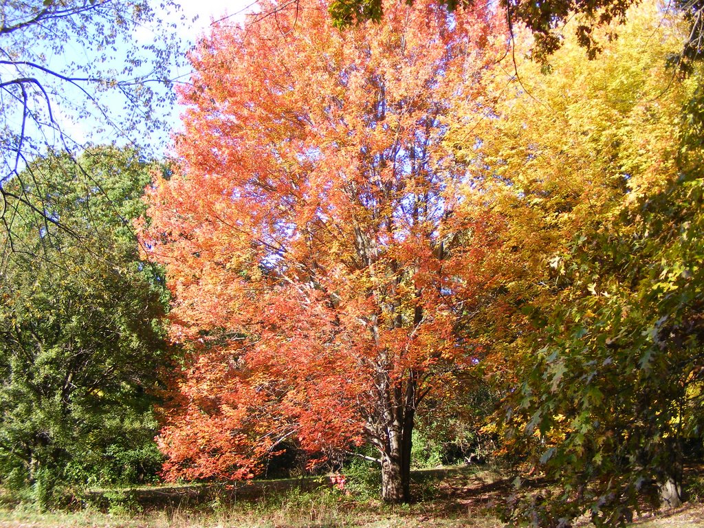 Autumn Colors in Spring Valley Park
