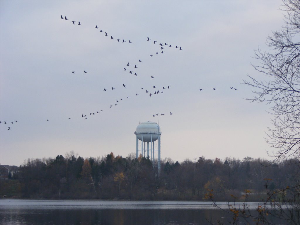 Migrating Birds Flying in Spring Valley Park, Kalamazoo, MI