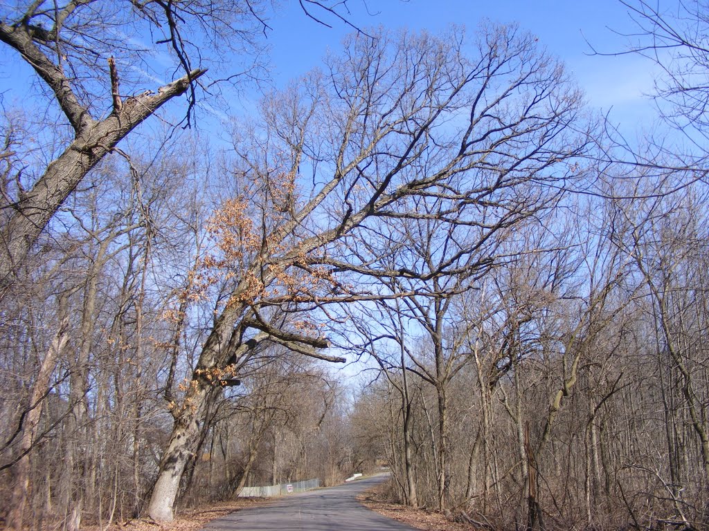 "Grand Old Oak" - Spring view of Spring Valley Park, Kalamazoo, MI