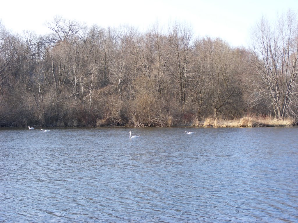 Swans at Spring Valley Park, Kalamazoo, MI