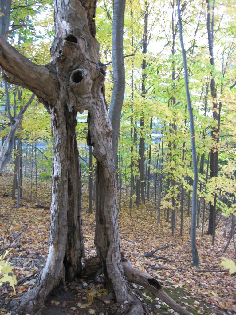 Calvin College Nature Preserve Hollow Tree