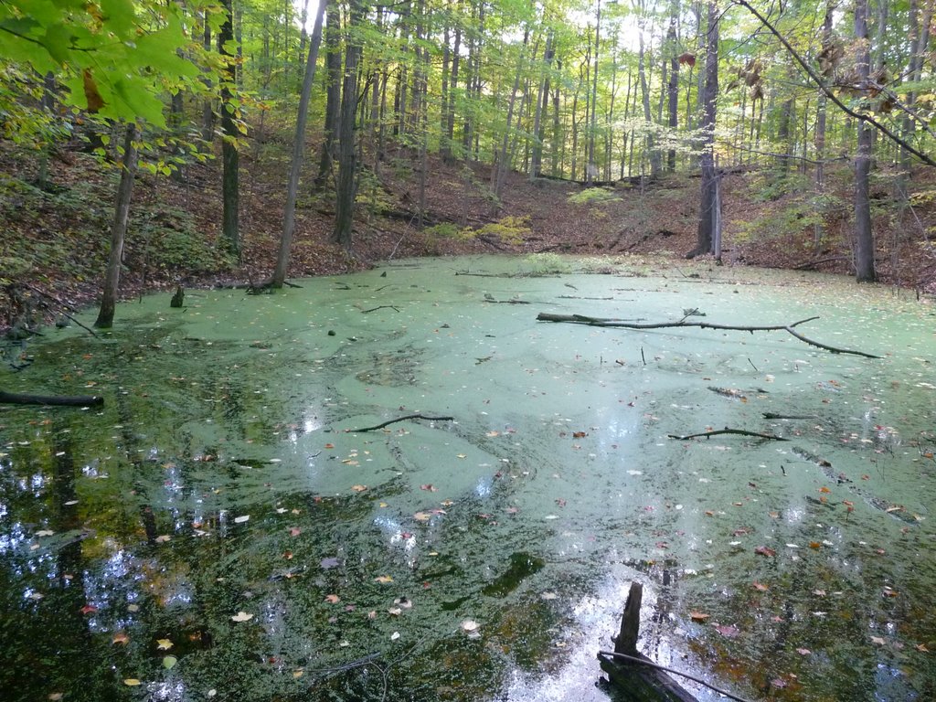 In the woods in Michigan