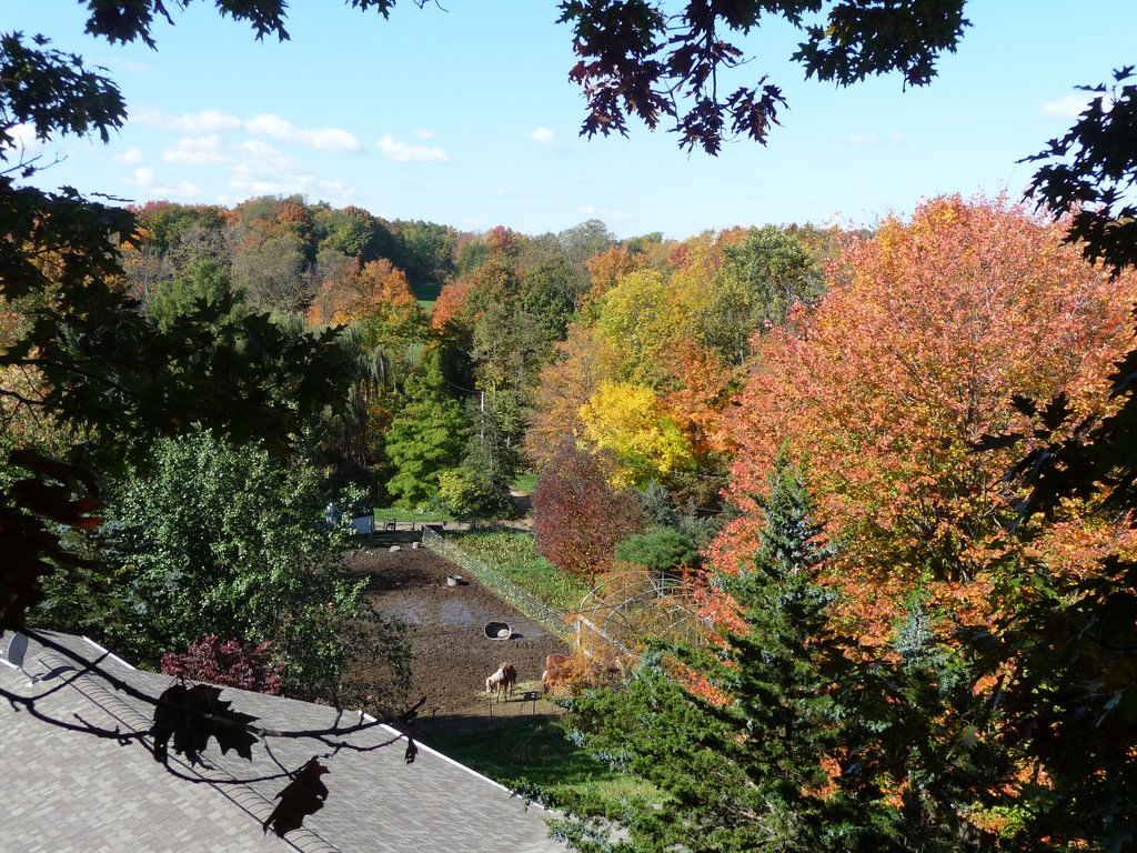 Autumn in Michigan