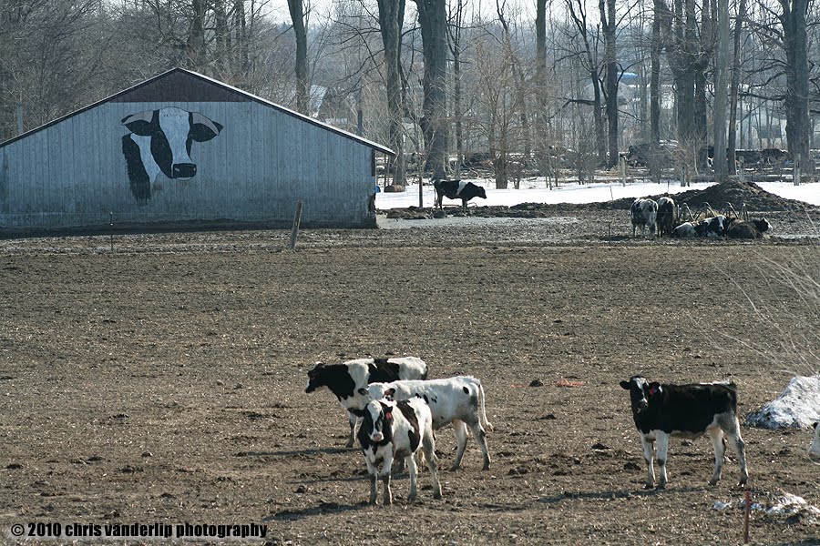 Watching over the herd