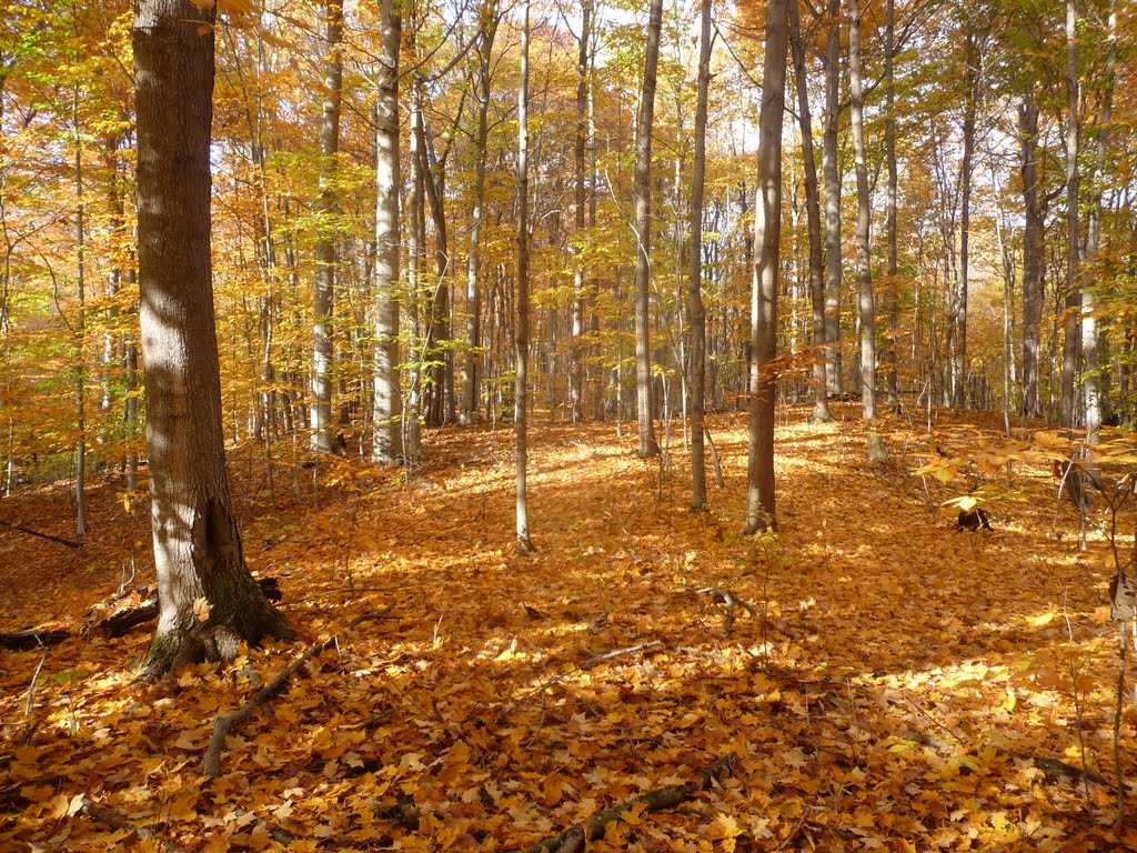 Golden Days of Fall