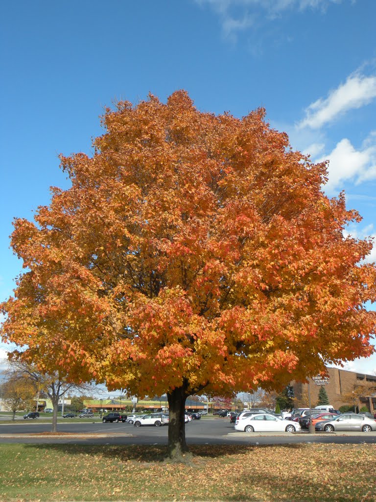 Fall Colors Grand Rapids Michigan