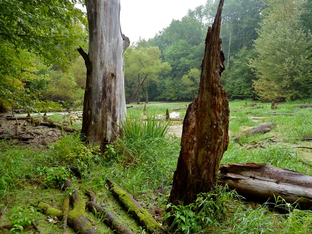 Secluded forest glade