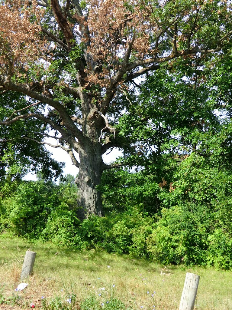 Old Tree