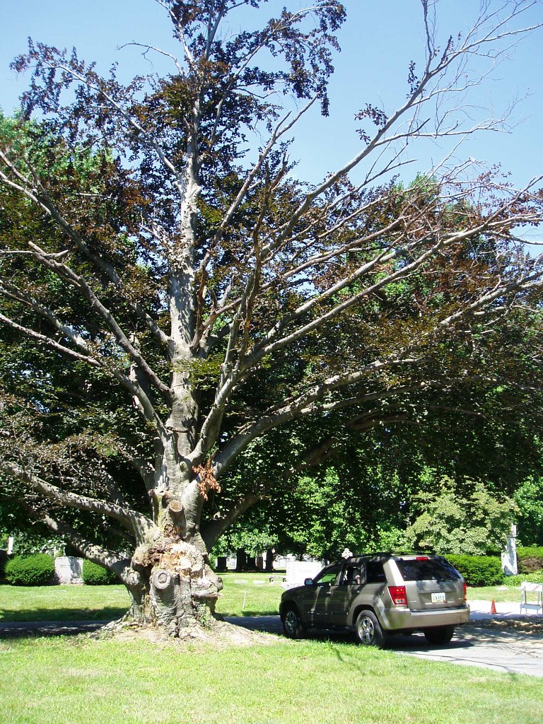 Evil Looking Tree