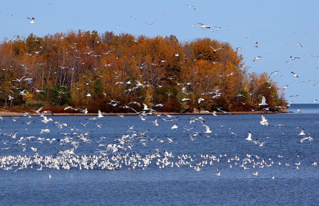 Fall, Luna Pier MI