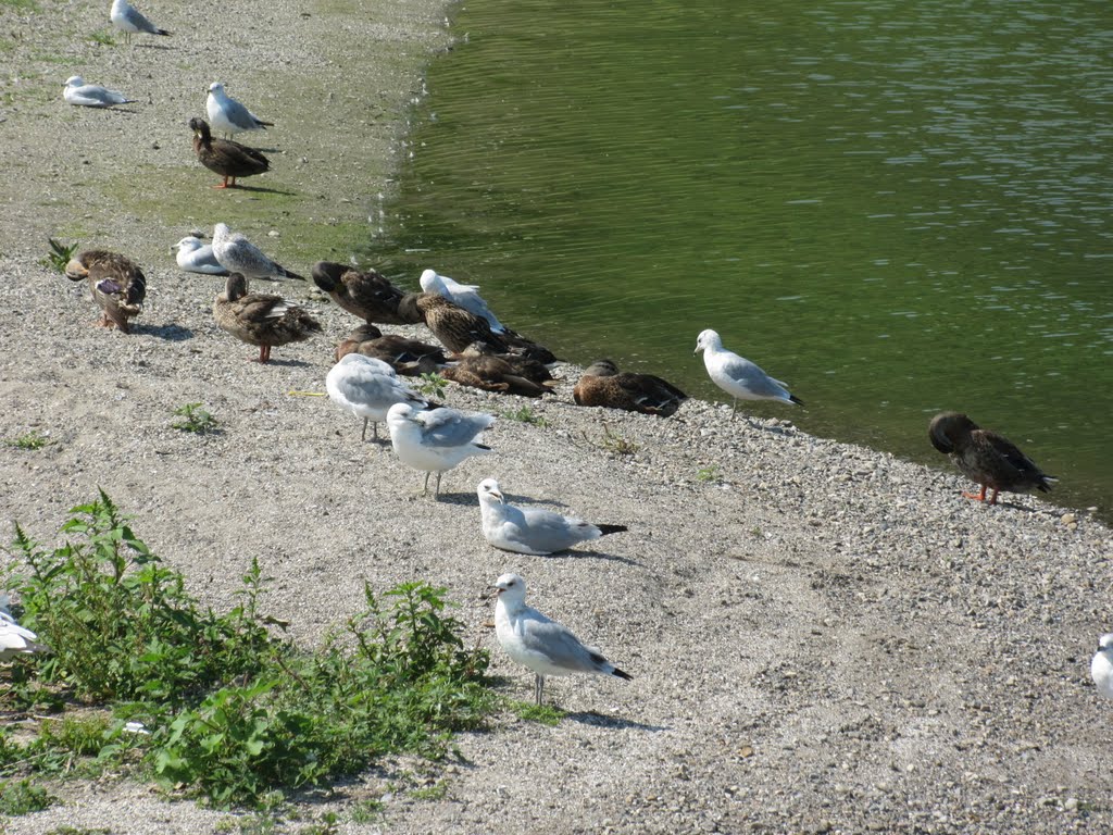 We are friends (Luna Pier, 2011)