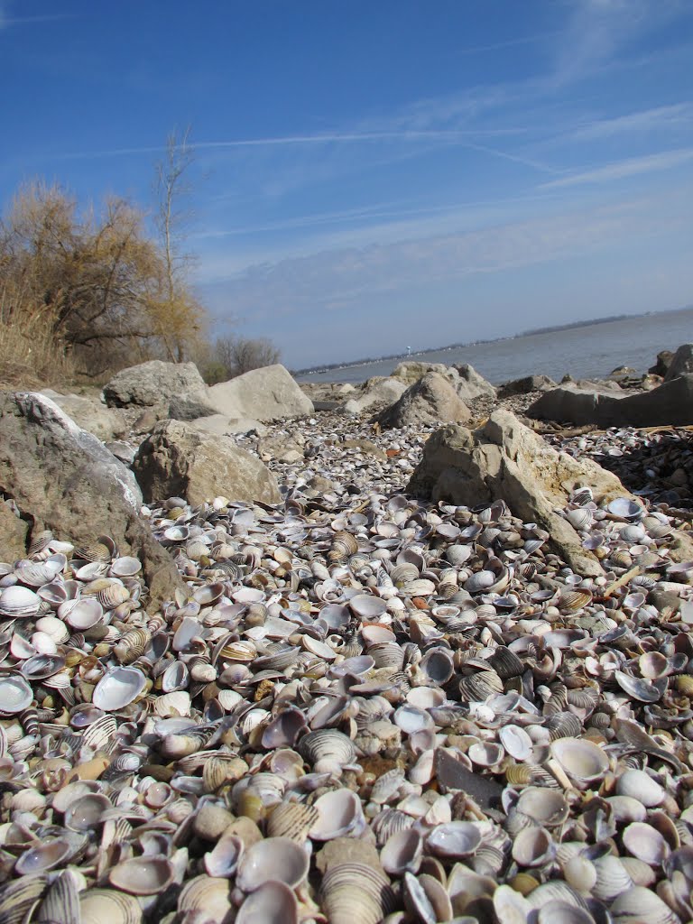 Shells from Lake Erie