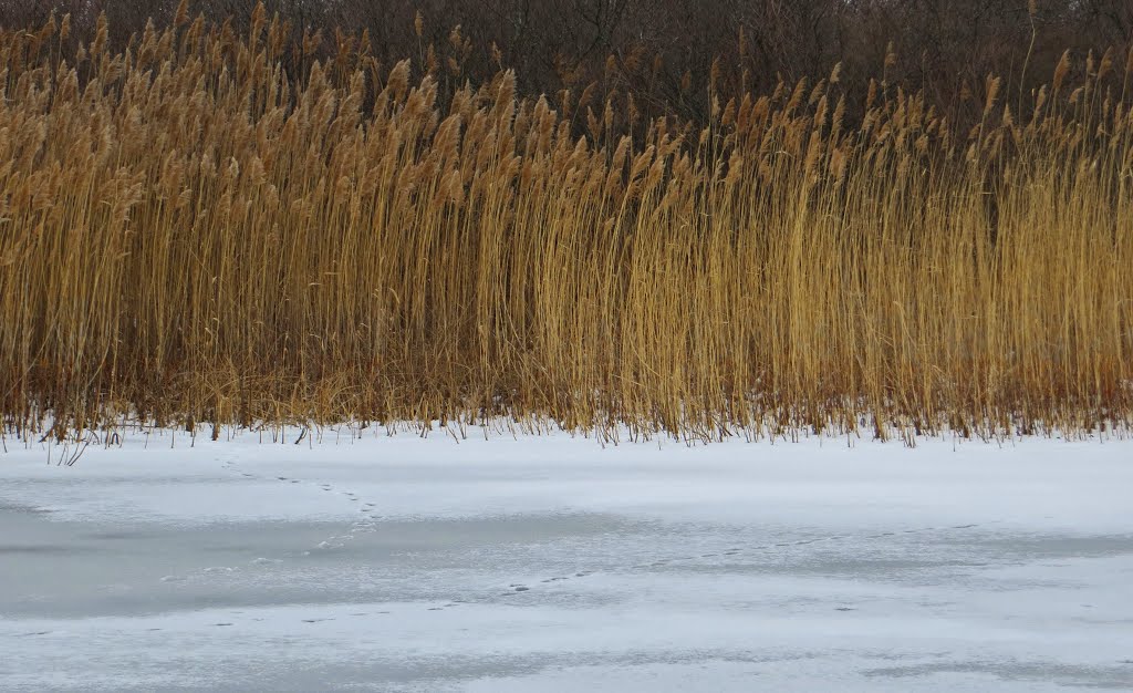 Two tones (A frozen pond, Allens Cove Unit of Erie State Game Area)